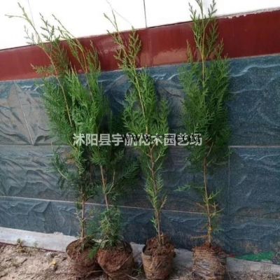 北方鋪地柏基地沙地柏價格江蘇灑金柏江蘇小龍柏側柏價格