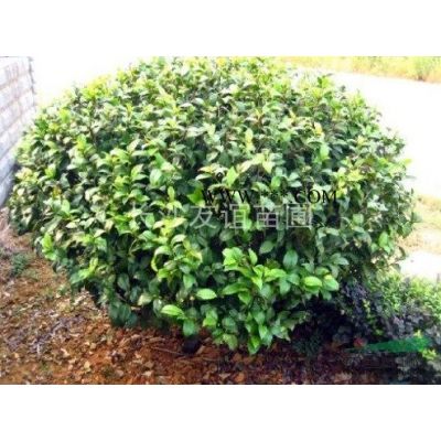 供應(yīng)龍柏，湖南龍柏價格，龍柏工程用苗