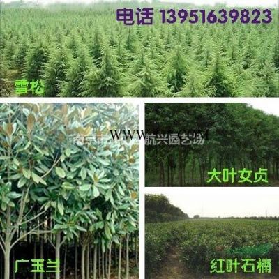 供應(yīng)金絲垂柳、黃皮柳、八月桂、羅漢松、黑松苗木