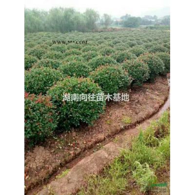 這是專業(yè)的樂昌含笑基地 如果需要大批量的采購樂昌含笑可以到本