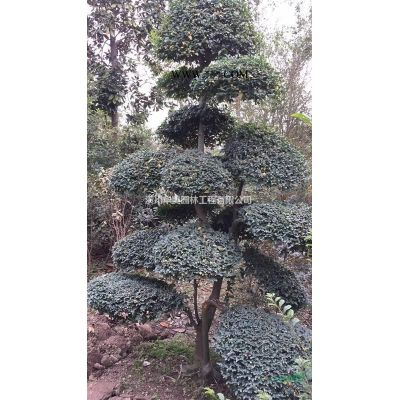 深山含笑價格，2-20公分粗樂昌含笑樹價格，河南潢川含笑價格