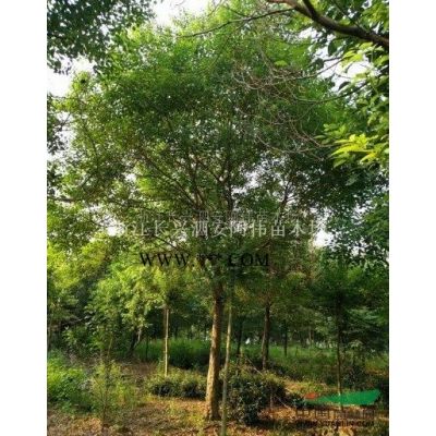 精品紅葉石楠2供應/精品紅葉石楠2圖片