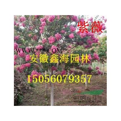 安徽地區(qū)供應P100-500中華石楠