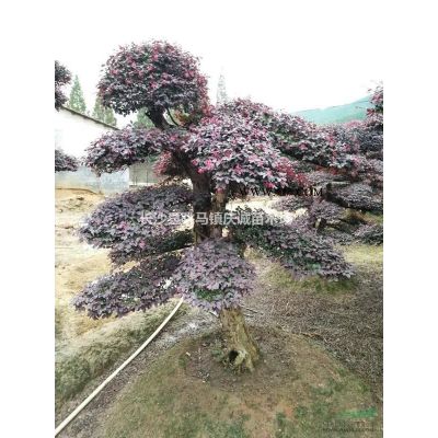 造型羅漢松，異形羅漢松，湖南造型羅漢松