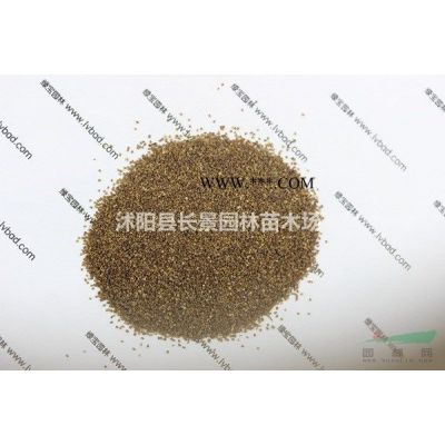 羅漢松種子多少錢一斤，羅漢松種子價格