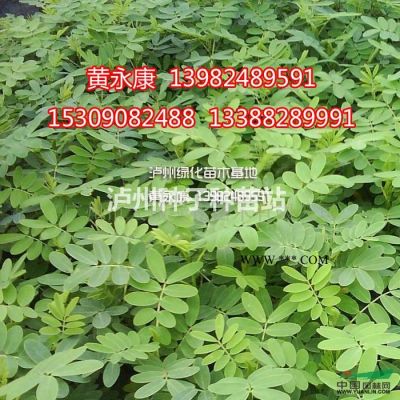 批發(fā)內(nèi)江宜賓遵義瀘州自貢畢節(jié)昭通香泡、香泡苗、香泡小苗