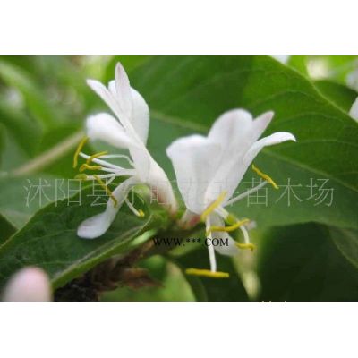 直升龍柏、龍柏球