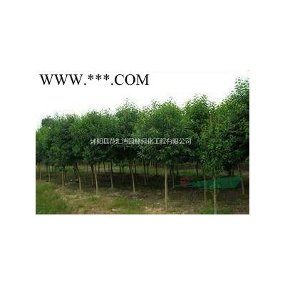 龍柏價格  龍柏各種規(guī)格  江蘇龍柏產(chǎn)地