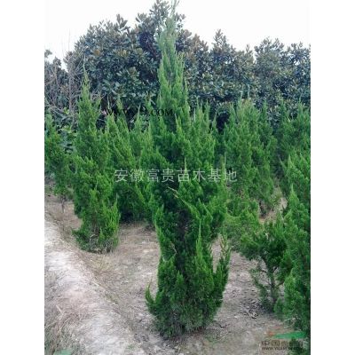 紅葉石楠，安徽紅葉石楠