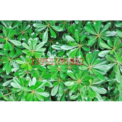 紫薇、紫荊、紫藤、皂角、竹柏株木、棕櫚