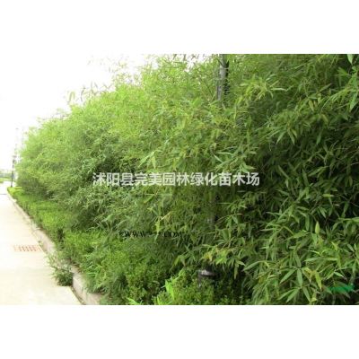 供應(yīng)金絲桃_金絲梅苗木