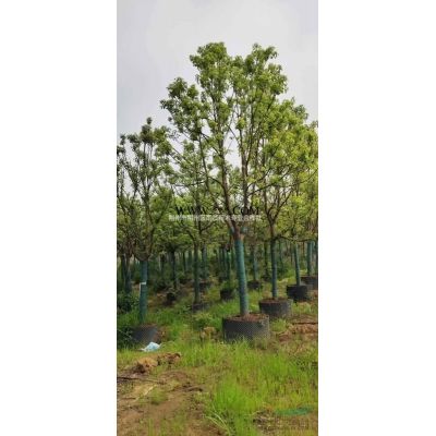 香樟、欒樹、枇杷、桂花、大葉女貞、廣玉蘭、紫玉蘭、紅葉石楠、