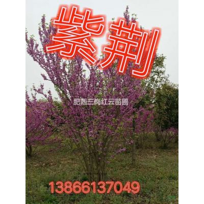 安徽中華石楠哪里好/哪家便宜