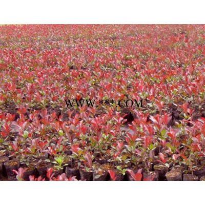 紅葉小檗、紅葉石楠、金葉女貞、海桐、火棘、錦帶花、紅花酢漿草