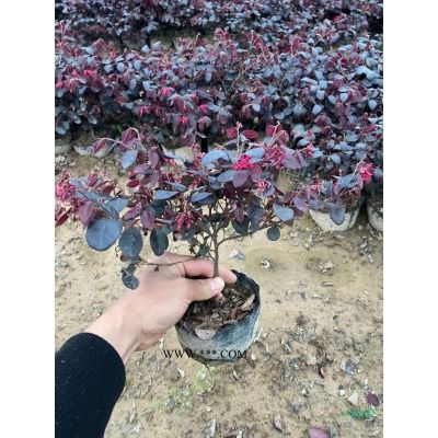 紅葉石楠