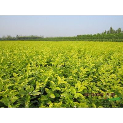 信陽供應造型苗木，小葉女貞造型，紫薇造型，羅漢松造型