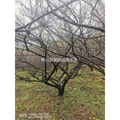 浙江供應(yīng)樂昌含笑8-10公分