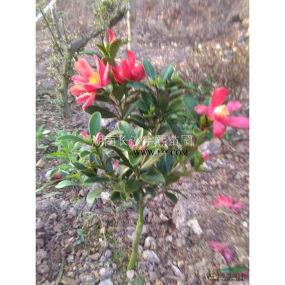 造型欏木石楠*新價格/造型欏木石楠報價