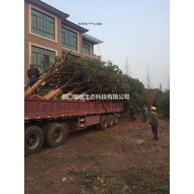 紅葉石楠供應 紅葉石楠價格 紅葉石楠信息 紅葉石楠球供應