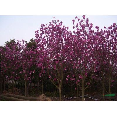 紅葉石楠球價格/紅葉石楠球價格補(bǔ)充