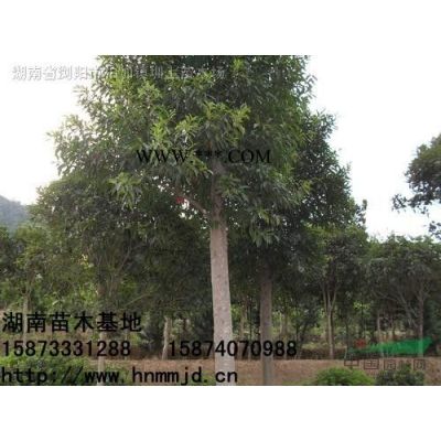 湖南瀏陽羅漢松，羅漢松供應