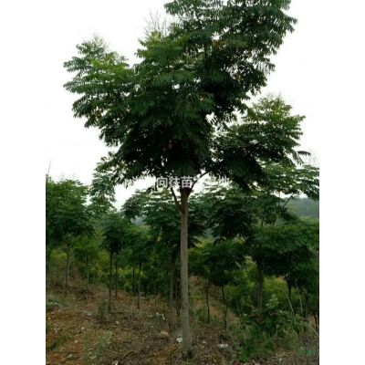 湖南大規(guī)格羅漢松基地批發(fā)如果需要采購大規(guī)格羅漢松可以到長沙，