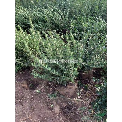 【小龍柏】小龍柏種植基地·小龍柏圖片