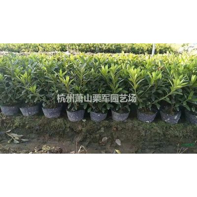 大小規(guī)格浙江蕭山龍柏小毛球基地