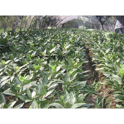 色塊羅漢松、深山含笑、無刺構(gòu)骨球