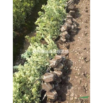 優(yōu)質(zhì)香泡、香櫞工程苗