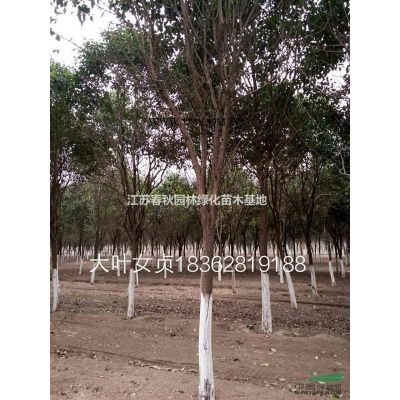 紅葉石楠球基地/價格/圖片/產地/行情p30一p300公分