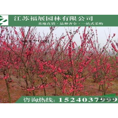 批發(fā)紅葉石楠球 獨(dú)桿石楠