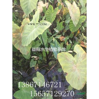 供應(yīng)紅葉石楠杯苗，20W