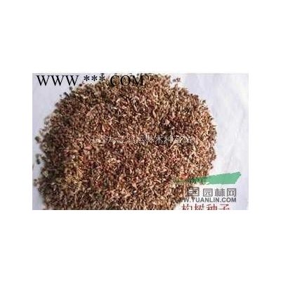 欏木石楠種子 江西欏木石楠種子低價供應