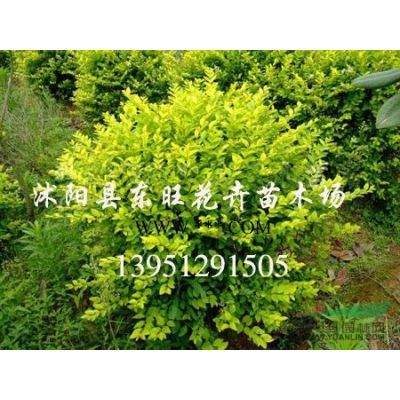 石楠球