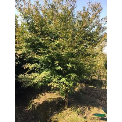 供應紅葉石楠樹