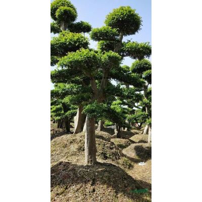 這是今天從基地實拍的香泡圖片 湖南香泡價格便宜 如果需要大量