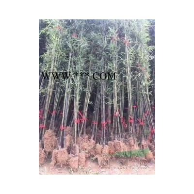江蘇紅葉石楠基地江蘇紅葉石楠球價格紅葉石楠樹價格