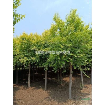 10公分梓樹