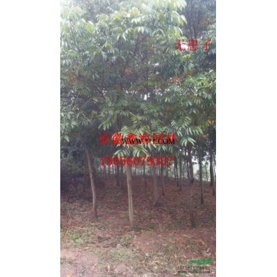 安徽地區(qū)供應8-25公分紫薇