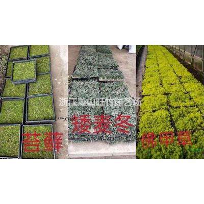 批發(fā)供應矮紫薇地苗 買矮紫薇地苗到蕭山找旺竹園藝場
