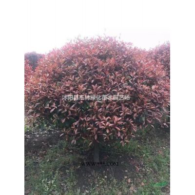 供應玉蘭、櫻花、紅楓、紫葉李、木槿、廣玉蘭、雞爪槭、垂絲海棠