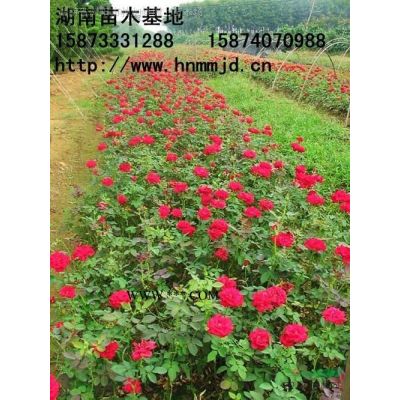 紅楓 美國紅楓 紅楓價格  湖南澤云苗木合作社