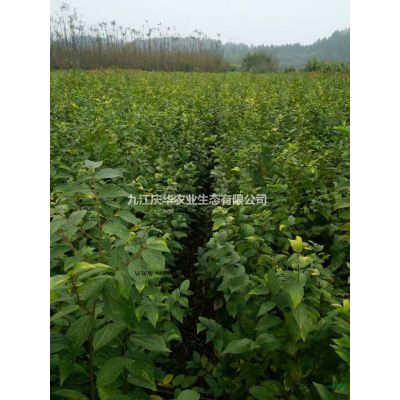 色澤鮮艷姿態挺拔的紫薇產地直銷 提供線上咨詢栽培技巧