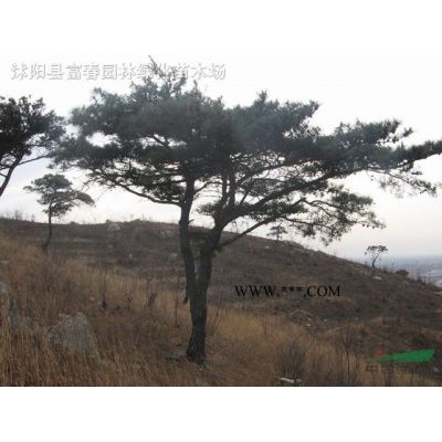 基地出售 楓樹流泉 日本流泉紅楓樹苗 三季紅葉楓樹 適應性強 庭院陽臺盆栽地栽苗 價格優惠