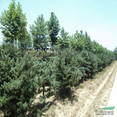 供應(yīng)欒樹_黃山欒樹基地_欒樹圖片_欒樹價格