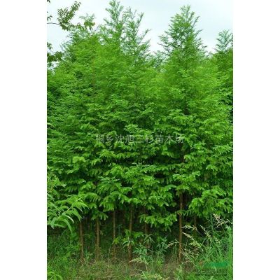黃山欒樹