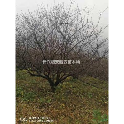 浙江湖州供應(yīng)5-10公分叢生櫸樹