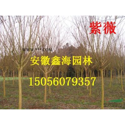 安徽地區(qū)供應8-20公分無患子 安徽無患子基地
