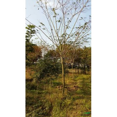 3-20公分櫸樹行情報價\3-20公分櫸樹圖片展示